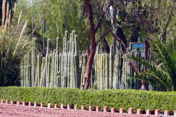 Zdjęcie z Meksyku - kaktusowy "płotek"