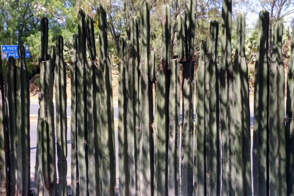 Zdjęcie z Meksyku - te kaktusy to tzw "Mexican fences", czyli gatunek "Marginatocereus marginatus" 