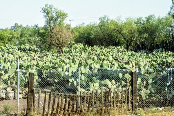 Zdjęcie z Meksyku - 🌵 opuncjowe plantacje.... zza szyby autokaru