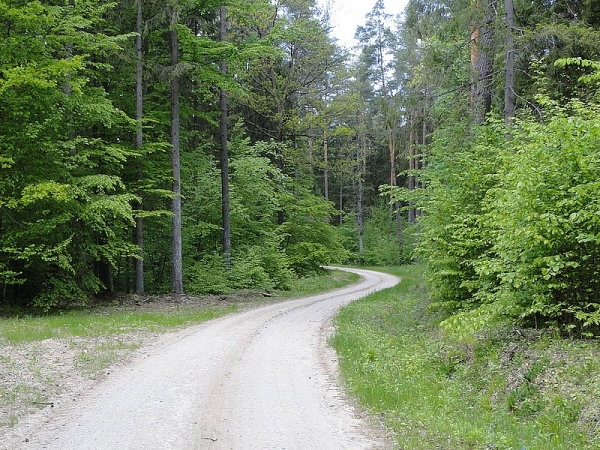 Zdjęcie z Polski - Wędrujemy dalej krętą, leśną drogą...