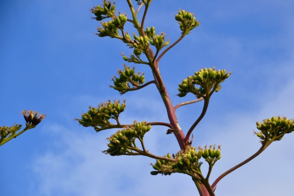 Zdjęcie z Australii - Kwiat agawy z bliska