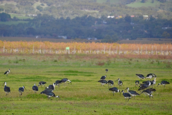 Zdjęcie z Australii - Z tylu niespodzianka - cale stado ibisów żółtoszyich