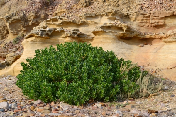 Zdjęcie z Australii - Coprosma lub mirror plant - nadmorska, odporna na sól roślina