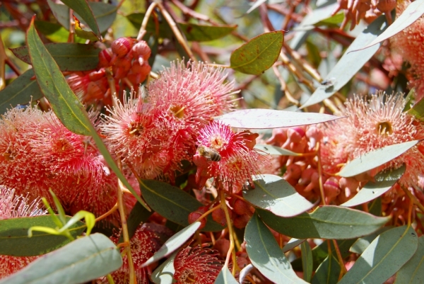 Zdjęcie z Australii - Kwitnie jedna z odmian eukaliptusa