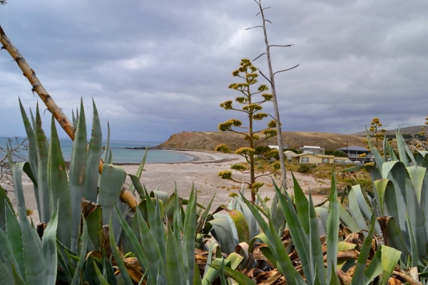 Zdjęcie z Australii - Kwitnace agawy w Myponga Beach