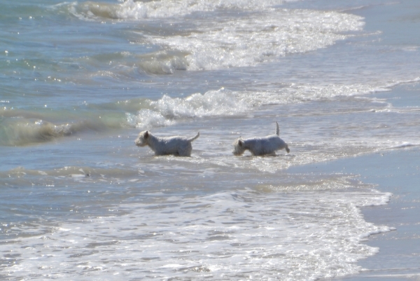 Zdjęcie z Australii - Po pozarciu paru turystow morskie stwory wracaja do oceanu :)