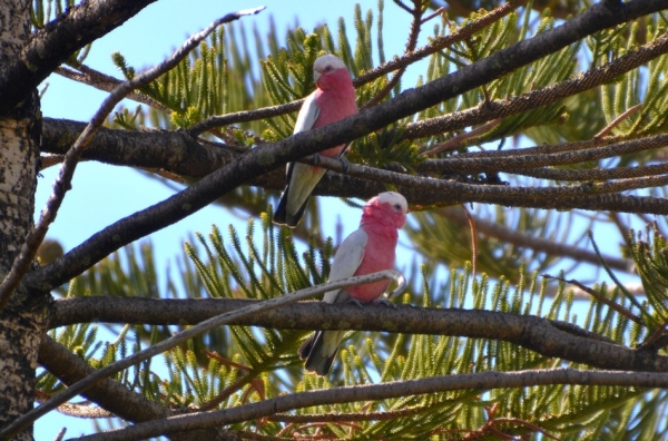 Zdjęcie z Australii - Kakadu rozowe