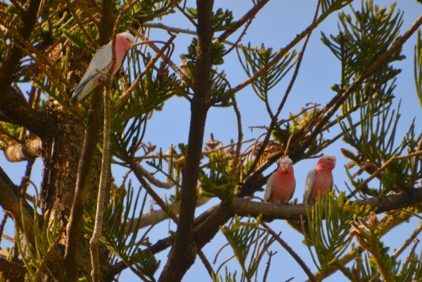 Zdjęcie z Australii - Kakadu rozowe