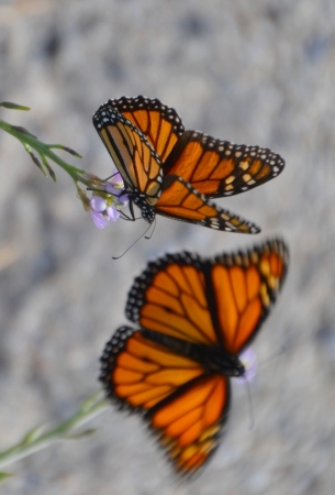 Zdjęcie z Australii - Na plazy roilo sie od motyli