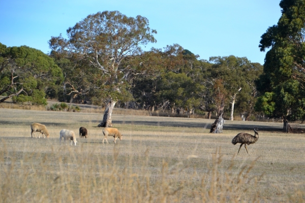 Zdjęcie z Australii - Owce i...emu
