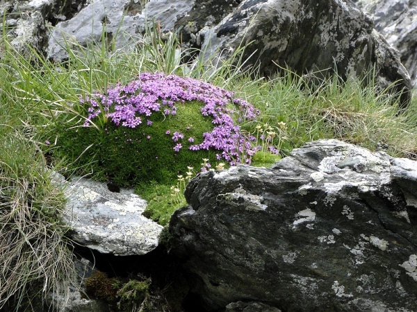 Zdjęcie z Austrii - To lepnica bezłodygowa - bardzo ładnie wyglądają te liliowe poduchy 😊