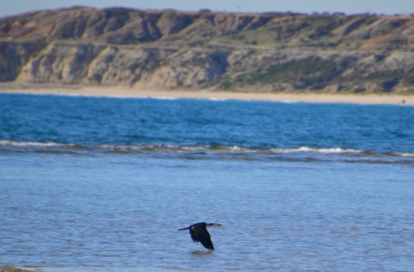Zdjęcie z Australii - Leci kormoran bialolicy