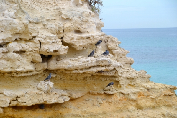Zdjęcie z Australii - Ggołębie skalne - te chyba rozprzestrzenily sie na caly swiat :)