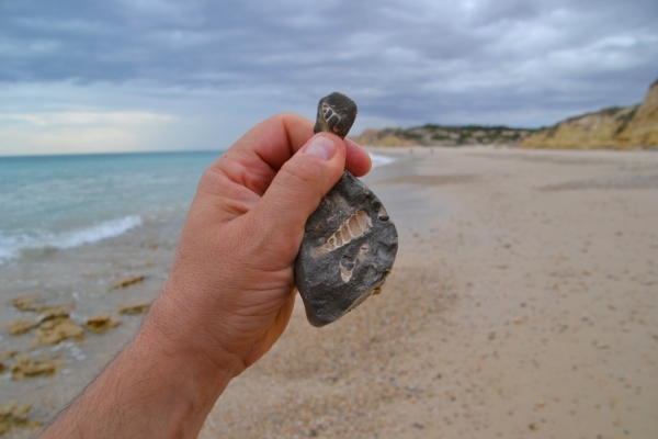 Zdjęcie z Australii - Ja tez znajduje muszelki - wtopione w skaly skamieliny