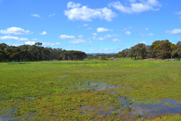 Zdjęcie z Australii - Podmokła łąka - zapewne tylko w zimie