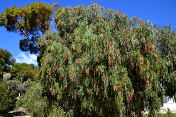 Zdjęcie z Australii - Owocuje jakies drzewo
