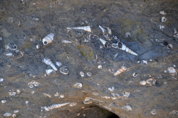 Zdjęcie z Australii - Wszedzie skamieliny sprzed milionow lat
