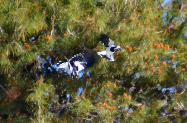 Zdjęcie z Australii - Para gralin srokatych w powietrznej akrobacji