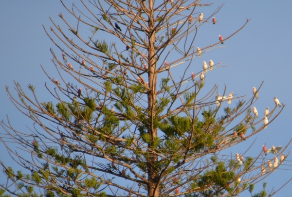 Zdjęcie z Australii - Papuzie drzewo - wieczorny zlot kakadu cienkodziobych i różowych