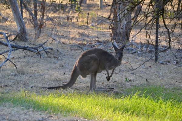 Zdjęcie z Australii - Przy wjezdzie do Parku Narodowego Belair