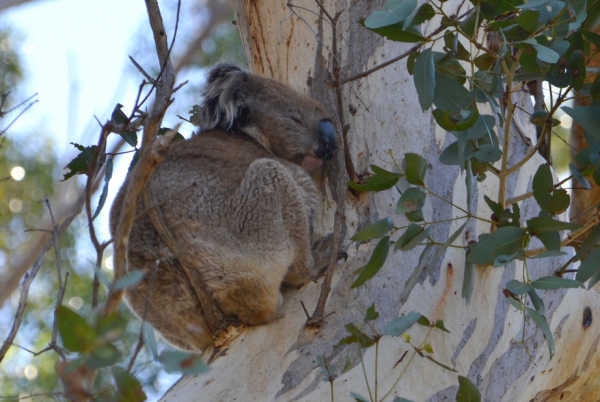 Zdjęcie z Australii - Oparl dupine na takiej cienkiej galązce.....