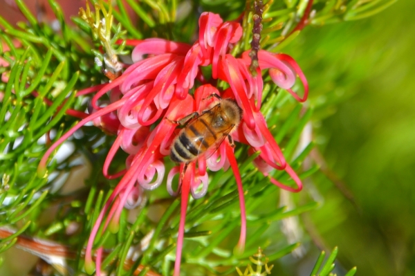 Zdjęcie z Australii - Grevillea i amator nektaru