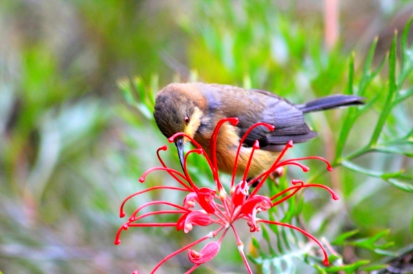Zdjęcie z Australii - Amator nektaru wiekszego kalibru - miodopijek dlugodzioby