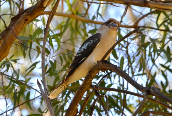 Zdjęcie z Australii - Kukabura chichotliwa