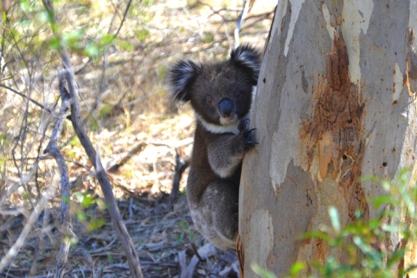 Zdjęcie z Australii - Za tym drzewem bezpieczniej