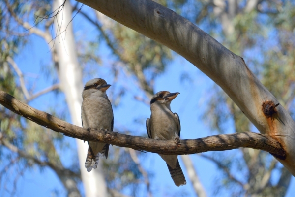Zdjęcie z Australii - Kukabury chichotliwe