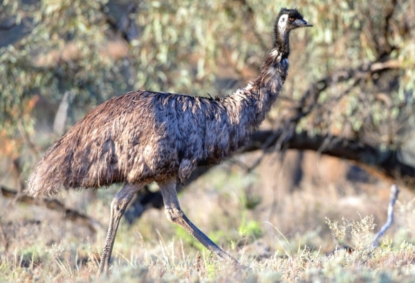 Zdjęcie z Australii - Przy wyjezdzie z parku paradowam sobie emu :)