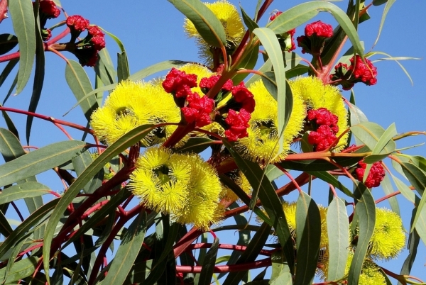 Zdjęcie z Australii - U sumsiada kwitnie ozdobna odmiana eukaliptusa