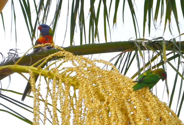 Zdjęcie z Australii - Na palmowym kwiecie
