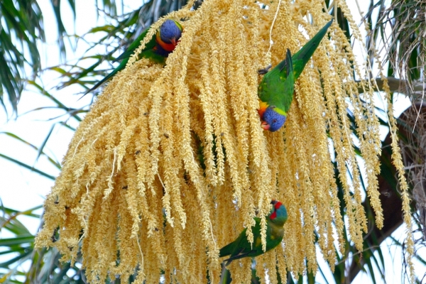 Zdjęcie z Australii - Goscie mojego ogrodu - kolorowe papuzki