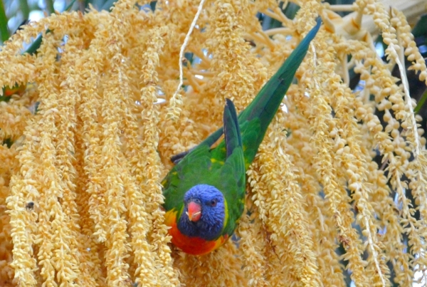 Zdjęcie z Australii - Lorysa gorska na palmowym kwiecie