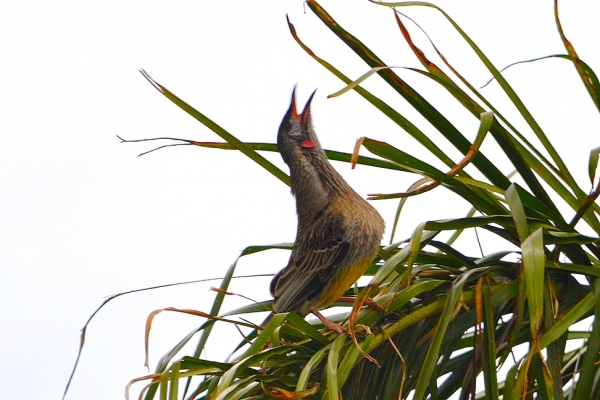 Zdjęcie z Australii - Koralicowiec czerwony pieje na jednej z moich palm