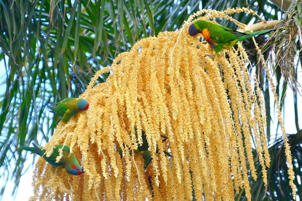 Zdjęcie z Australii - Nektarowa uczta na palmowym kwiecie