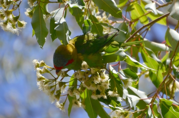 Zdjęcie z Australii - Kwitnie bialy eukaliptus -  lora/nektarynka piżmowa