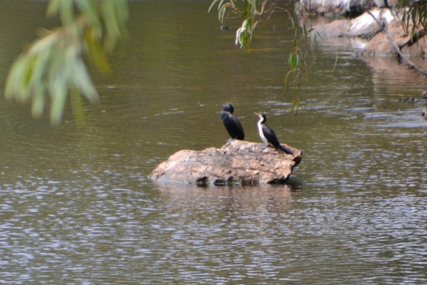 Zdjęcie z Australii - Kormoran bruzdodzioby i kormoran białolicy