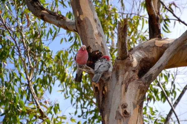 Zdjęcie z Australii - Para Kakadu rozowych