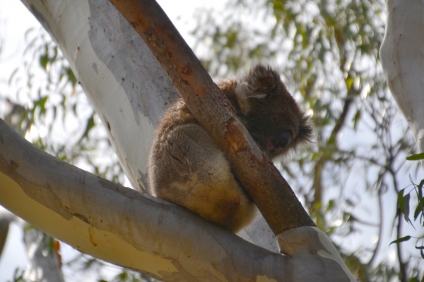 Zdjęcie z Australii - Obiecalem naszym gosciom koale, wiec oto i on :)