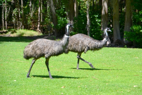 Zdjęcie z Australii - Emu podeszly nam zapozowac :)