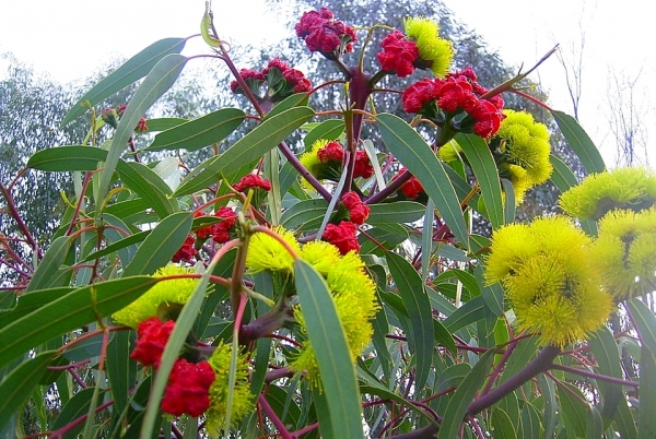 Zdjęcie z Australii - Kwitnie ozdobny eukaliptus. To czerwone to pąki 