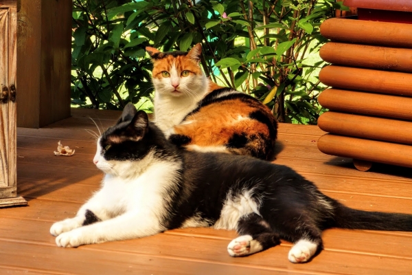 Zdjęcie z Polski - moje koty na "tarasowych" wakacjach 😜