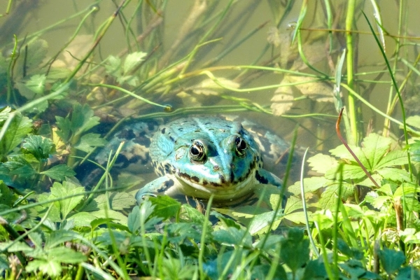 Zdjęcie z Polski - w tym stawie mamy też mnóstwo żab; żaba jak żaba- nic nadzwyczajnego...