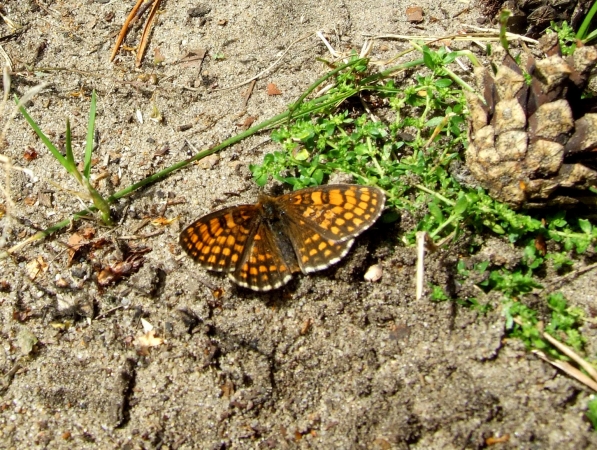 Zdjęcie z Polski - i motylek