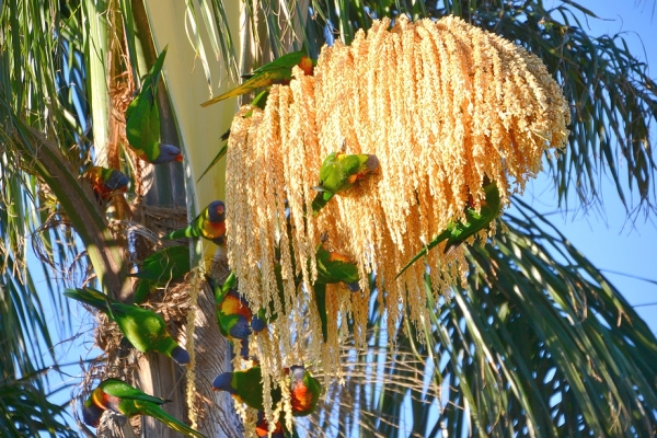 Zdjęcie z Australii - Wiesci o palmowym kwiecie szybko sie roznosza