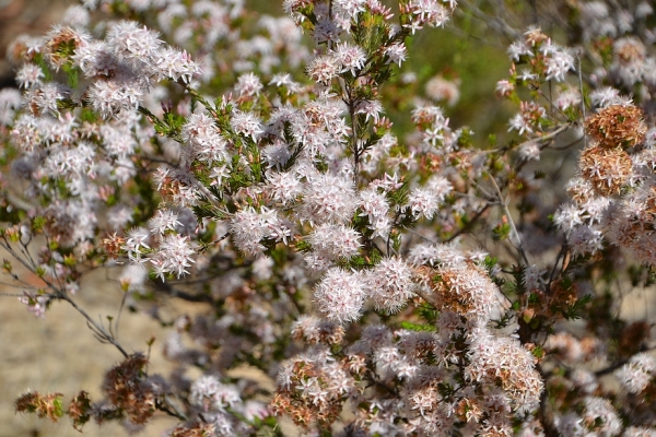 Zdjęcie z Australii - Flora rezerwatu Aldinga Scrub