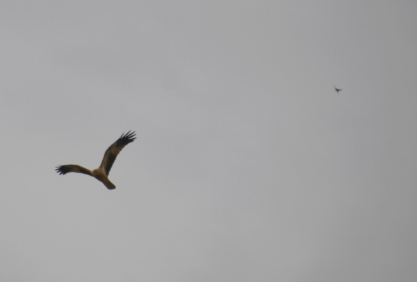 Zdjęcie z Australii - Jakis maly ptak odstrasza kanie zlotawa