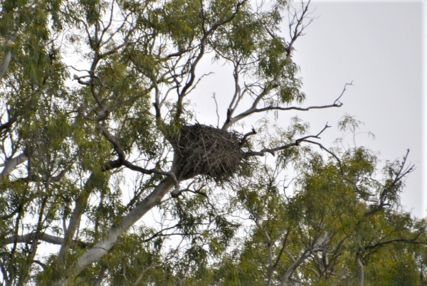 Zdjęcie z Australii - Jeszcze jedno gniazdo kani